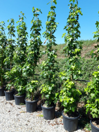 Liquidambar styraciflua 'Slender Silhouette' ZUIL-AMBERBOOM (CV)  6-8