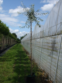 Pyrus salicifolia 'Pendula' treur sierpeer  6-8