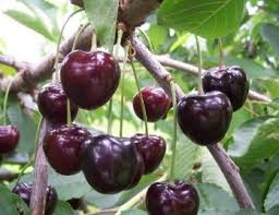 Prunus a. 'Kordia' cont. 5,0L