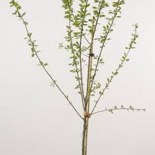 Prunus d. 'Opal' halfstam cont. 7,5L