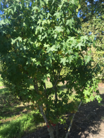 Liquidambar styraciflua 250-300 cm
