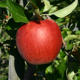 Malus d. 'Rode Boskoop S.H.' hoogstam 8-10 wortelgoed