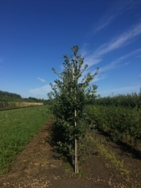 Quercus robur  Zomereik  10-12