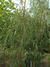 Salix ×sepulcralis 'Chrysocoma' Treurwilg