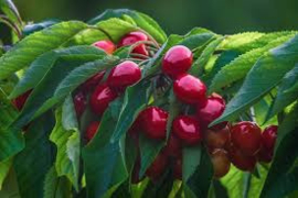 Prunus a. 'Stella' struik cont. 7,5L
