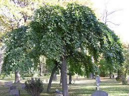 ULMUS GLABRA 'PENDULA'  Treur iep