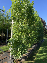 Liquidambar styraciflua 'Slender Silhouette' ZUIL-AMBERBOOM (CV)  6-8