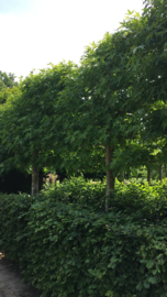 Leibomen soorten en maten op aanvraag