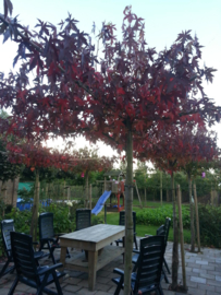 Dak liquidambar amberboom 10-12 240 cm stamhoogte