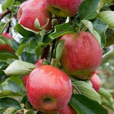 Malus d. 'Jonagold' cont. 5,0L