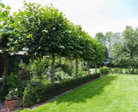 Leibomen soorten en maten op aanvraag