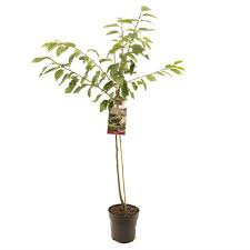 Prunus a. 'Kordia' cont. 5,0L