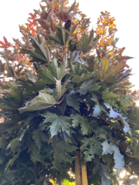 Acer plat ' Crimson Sentry'  Noorse rode Esdoorn 10-12