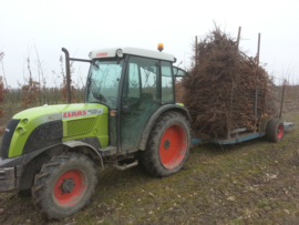 Diverse foto's van onze bomen en kwekerij