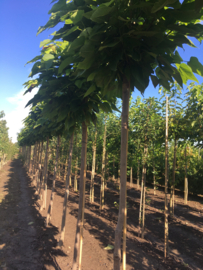 Bomen in vollegrond