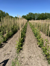 Jonge bomen in vollegrond