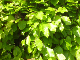 Fagus Sylvatica 80/100 cm prijs € 2.00 p.st.