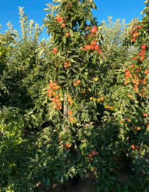 Malus d. 'Elstar' | Appelboom