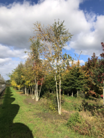 Betula pendula 400-500 Ruwe Berk