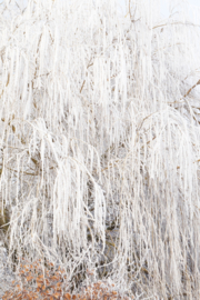 Salix ×sepulcralis 'Chrysocoma' Treurwilg