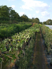 dakbomen  soorten en maten op aanvraag