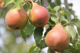 Pyrus c. 'Gieser Wildeman' hoogstam 8-10 wortelgoed