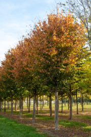 Parrotia persica Perzisch IJzerhout