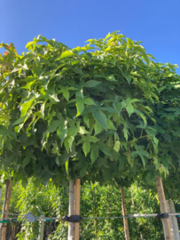 Bol liquidambar