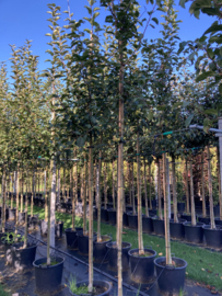 Malus Red Sentinel  Rode Sierappel  8-10