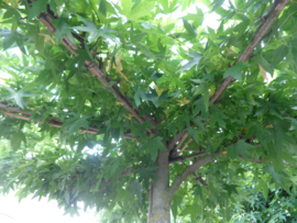 Dak liquidambar amberboom 12-14 240 cm stamhoogte