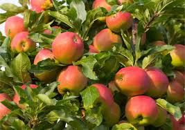 Malus d. 'Elstar' hoogstam 6-8 wortelgoed