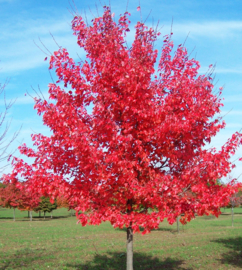 Acer rubrum   Rode esdoorn  12-14