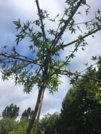 dakbomen  soorten en maten op aanvraag