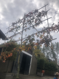 Lei Amberboom 14-16  180 cm stam rek 180 cm  x 120 cm