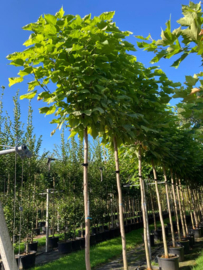 Bol Catalpa