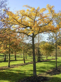 Ginkgo bil. 'Horizontalis'  Japanse Notenboom 10-12