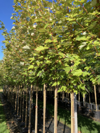 Acer freemanii 'Armstrong'  Oranje Rode Esdoorn  8-10