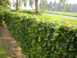 Fagus Sylvatica 200/225cm 4 jarig