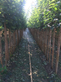 Jonge bomen in vollegrond