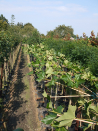 dakbomen  soorten en maten op aanvraag