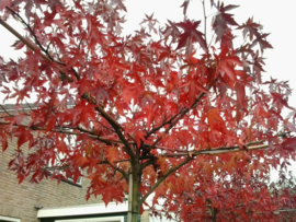 Dak liquidambar amberboom 10-12 240 cm stamhoogte