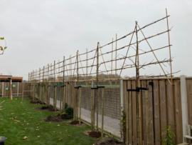 Planten van bomen en hagen