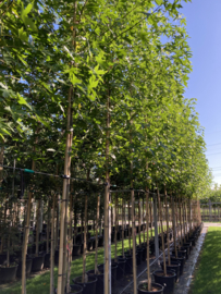 Liquidambar st. Worplesdon Amberboom 10-12