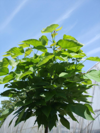 Bol Catalpa