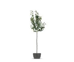 Pyrus c. 'Gieser Wildeman' hoogstam 8-10 wortelgoed
