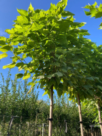 Bol Catalpa