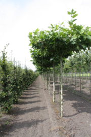 Bomen in vollegrond