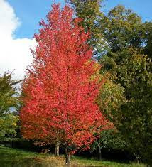 Acer rubrum 'October Glory' RODE ESDOORN (CV) 6-8