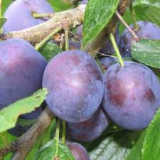 Prunus d. 'Opal' halfstam cont. 7,5L