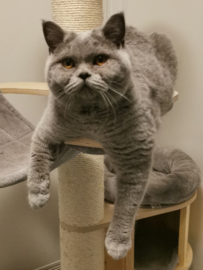 Minerva (5 jaar)